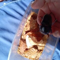 あかがね血統 国産ヒラタクワガタ ペア