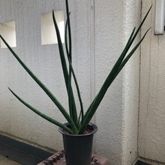 お話中【引越しにつき9/27まで】鉢植え7 サンスベリア キリン...