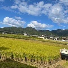 今年も無農薬玄米、稲刈り開始します🌾　受付を今年いっぱい終了いた...