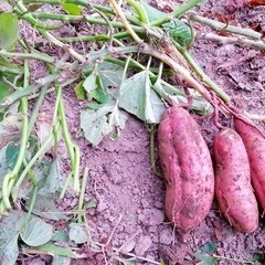 家庭菜園収穫の楽しみ🤗わかち愛❤️‍🩹