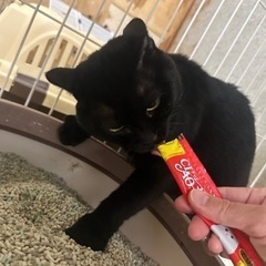 可愛く、愛嬌のある黒猫ちゃんです。