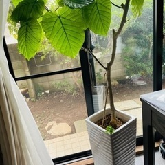 観葉植物 フィカス ウンベラータ 10号 ノーマル ラスターポット 