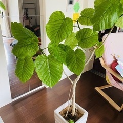 観葉植物 フィカス ウンベラータ 10号 ノーマル ラスターポット 