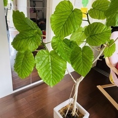 観葉植物 フィカス ウンベラータ 10号 ノーマル ラスターポット 