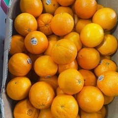 オレンジ　10個500円　甘いオレンジ！