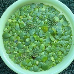 値下げ【訳あり】②浮き草 水草　ボウル🥣　1杯　