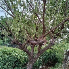 植栽　梅の木　