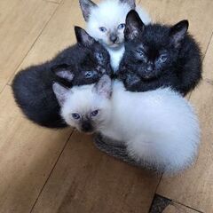 生後2ヶ月の子猫4匹