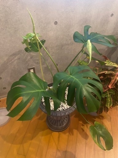 観葉植物　モンステラ\u0026クロトン