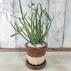 ミルクブッシュ　観葉植物   