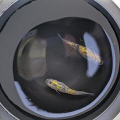メダカ　宮桜　若魚　7匹以上から　越冬可能