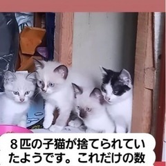 子猫里親募集の画像