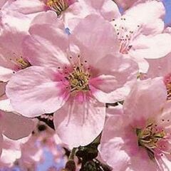 桜は高さは(寒い時期に咲きます)約1メートル超えてます。