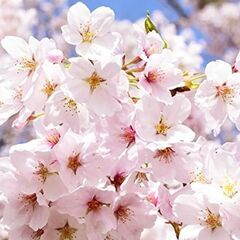 桜は高さは約1メートル80から3メートル以下です。