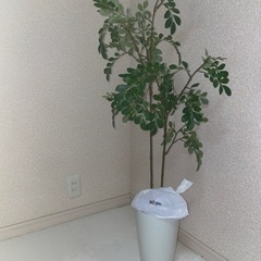 【お譲り済】【¥10000off】消臭効果付き観葉植物