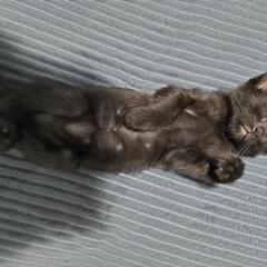 生後１ヶ月の子猫です − 岩手県