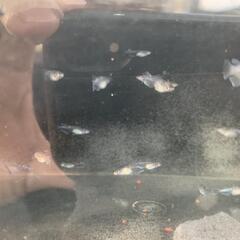 メダカ(ミッドナイトフリル体外光)若魚3匹で2000円