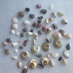貝殻色々