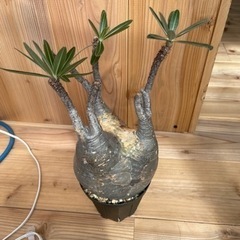 パキポディウムグラキリス 現地球 発根済 塊根植物