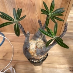 パキポディウムグラキリス 現地球 発根済 塊根植物