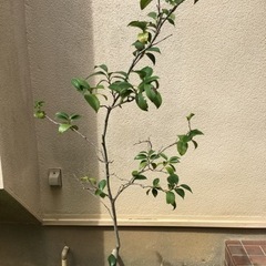 椿の鉢植え、その2