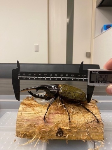 ヘラクレスオス1匹、メス2匹