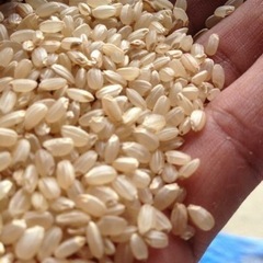 群馬県産　コシヒカリ　玄米　処分