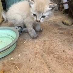 子猫　白、サバトラ生後1ヶ月位 − 山梨県