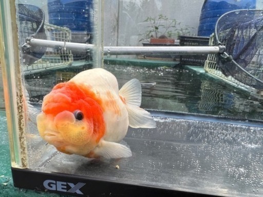 金魚　桜錦　2歳