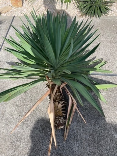 2ヘッド】ユッカグロリオサ アツバキミガヨラン#2487