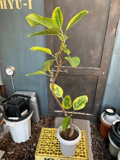 ファカスアルテシマ　観葉植物
