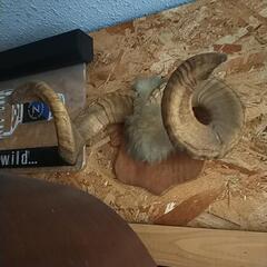 羊 角 剥製 ハンティングトロフィー