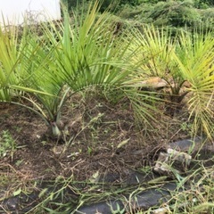 ココスヤシ 庭木 千葉市発送