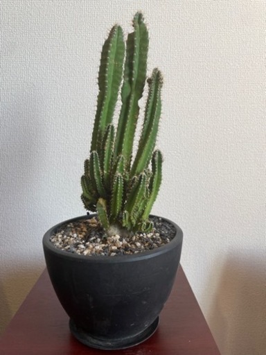観葉植物　セレウスサボテン　電磁波吸収サボテン