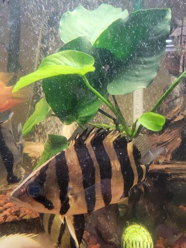 ダトニオプラスワン パーフェクト バンド 17cm ぐらい アロワナ 古代魚 プレコ 熱帯魚 水槽