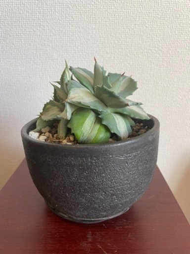 観葉植物　アガベ王妃雷神錦　かみやま陶器入り