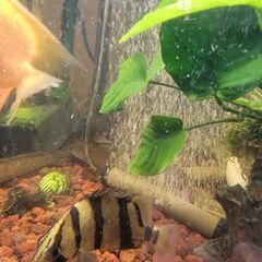 フォーバー ダトニオ 14cm ぐらい アロワナ 古代魚 スネークヘッド