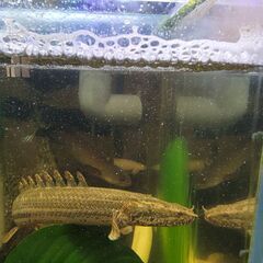 ポリプテルス ビキール ビキール ワイルド チャド産 35cm ぐらい 色味 バッチリ アロワナ ダトニオ 古代魚 ポリプテルス ビキール ビキール ワイルド チャド産 35cm ぐらい 色味