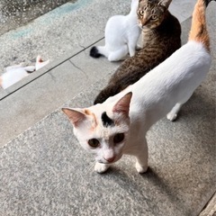 4匹の猫ちゃんの里親を募集してます。 − 兵庫県