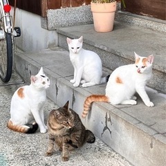 4匹の猫ちゃんの里親を募集してます。の画像