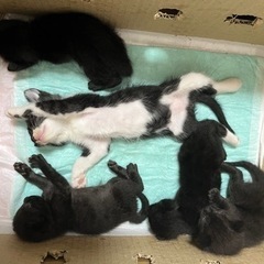 ２匹　黒猫メス、白黒オス - 猫