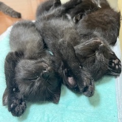 ２匹　黒猫メス、白黒オス - 泉南市