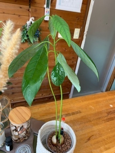 観葉植物　アボガド苗