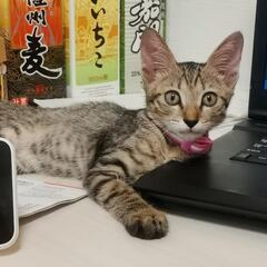 人に慣れる子猫ちゃん