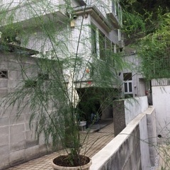 観葉植物