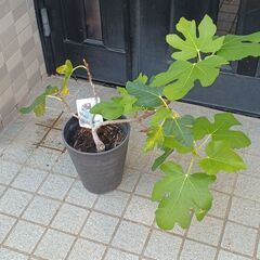 鉢植えイチジク２種‼️(ドーフィン・ロングドゥート)