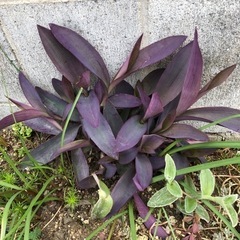 ムラサキゴテン　紫御殿　