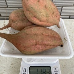 無農薬栽培サツマイモ(安納芋orベニハルカ) 1kg