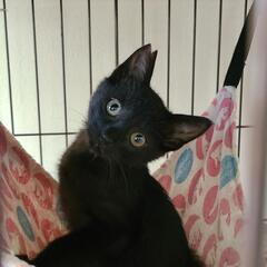 黒子猫３ヶ月♂️