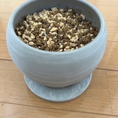 陶器植木鉢